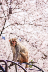 A monkey sitting under a sakura tree, Kyoto, Japan.