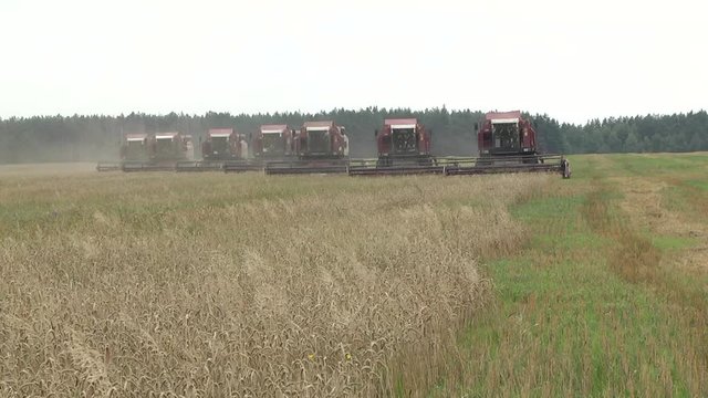 A group of harvesters on a large farm field harvest summer wheat. Combine harvester. old combine harvester working on wheat field Kombain collects on the wheat crop. Agricultural machinery in field