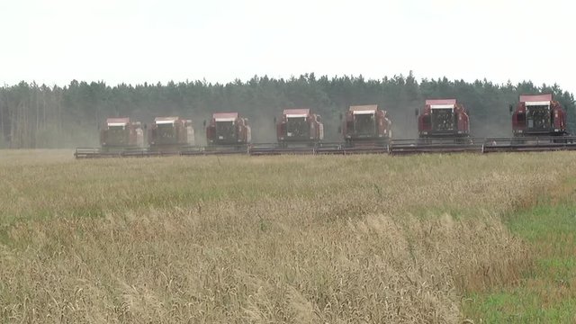 A group of harvesters on a large farm field harvest summer wheat. Combine harvester. old combine harvester working on wheat field Kombain collects on the wheat crop. Agricultural machinery in field