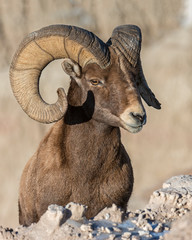 Bighorn Sheep in the Badlands