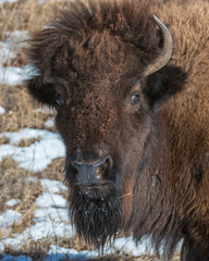 Fototapeta premium Bison in the Badlands