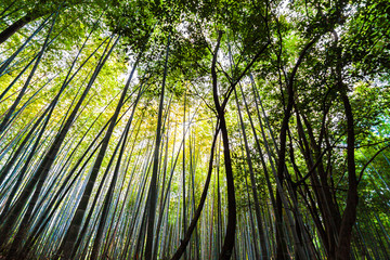 Arashiyama Bamboo Grove