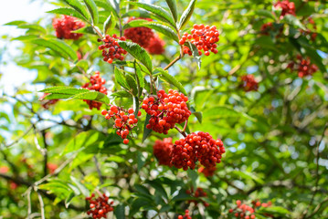 Berries and leaves of the red elderberry (Sambucus racemosa), Moscow Oblast, Russia