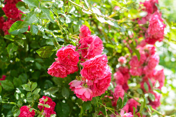 Blooming pink roses in the garden, Moscow Oblast, Russia