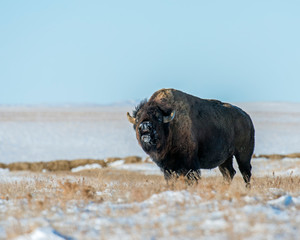 Bison in the Badlands © David McGowen