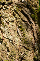 Natural wooden texture. Bark of the tree