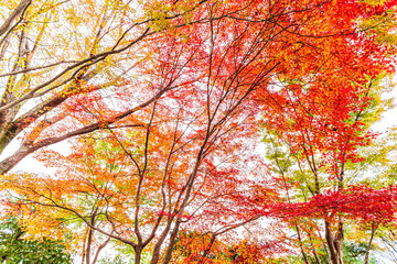 Colourful koyo (red leaf) in Tenryuji Temple, Kyoto