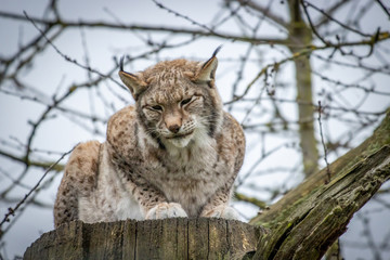 Obraz premium portrait of a lynx, Lynx lynx, sitting on a tree trunk in a zoo