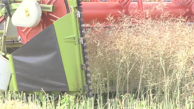 Combine harvester on a rapeseed field. A rapeseed crop ripe on the farmer's field. Rapeseed harvest.