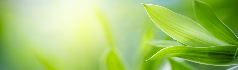 Nature of green leaf in garden at summer. Natural green leaves plants using as spring background cover page greenery environment ecology wallpaper