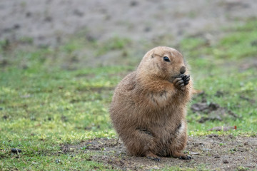  portrait of a cute prairie dog, genus Cynomys, in a zoo