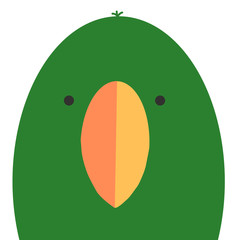 オオハナインコ　bird