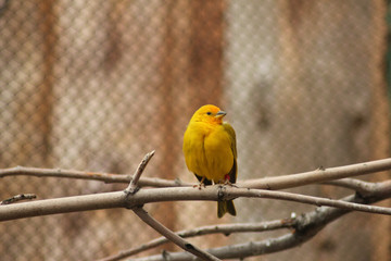Yellow Bird