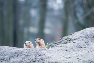  portrait of a cute prairie dog, genus Cynomys, in a zoo
