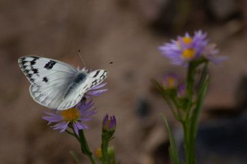 Moth Resting on a Flower