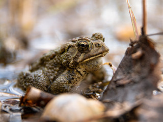 frog on leaf