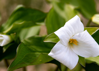 white flower