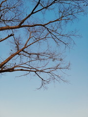 branches of a tree against blue sky