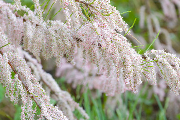 soft focus on tamarisk branches in bloom