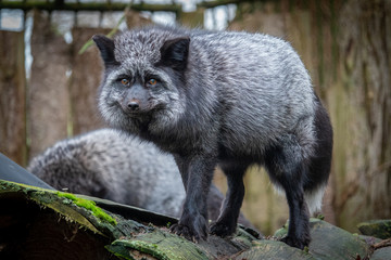 portrait of a silver fox, Vulpes vulpes, in a zoo