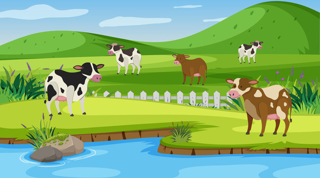 Background scene with many cows on the farm
