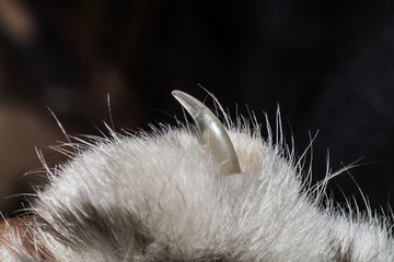 Sharp claw of an animal. Paw of a domestic cat