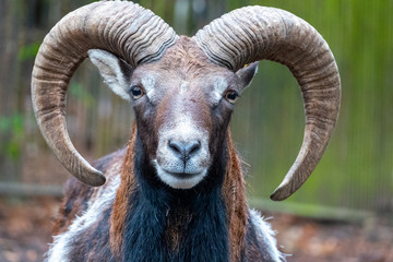 portrait of a mouflon, Ovis orientalis, in a zoo