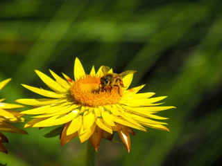 A bee pollinating on yellow flower
