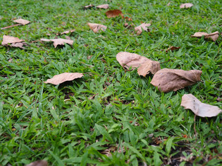 Natural beauty The leaves that fall on the grass