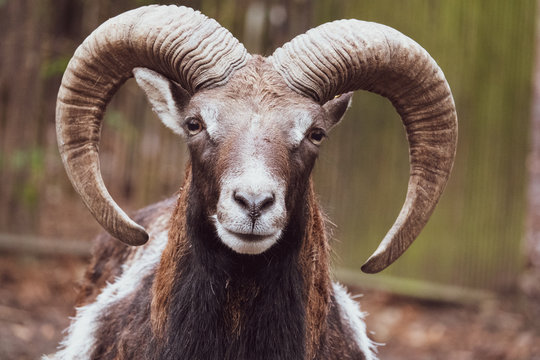 Ram Animal Images – Browse 76,442 Stock Photos, Vectors, and Video | Adobe  Stock