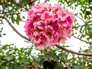 This flower is a representative of nature.