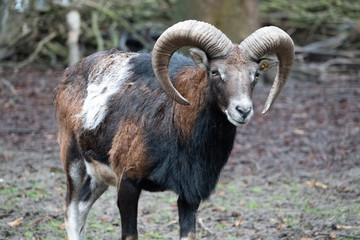 portrait of a mouflon, Ovis orientalis, in a zoo