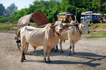 White oxen pulling a wooden cart made of bamboo, serving as taxi, near Mandalay, against a background of green vegetation. - obrazy, fototapety, plakaty