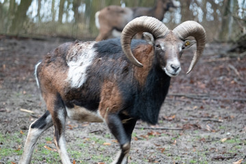 portrait of a mouflon, Ovis orientalis, in a zoo