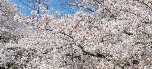 Beauty sakura cherry blossom blooming on blue sky in spring.
