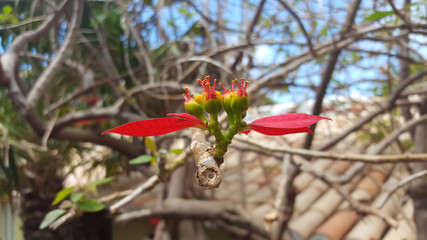 Madère, arbre de noêl de Jardim do Mar
