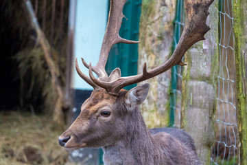  portrait of a deer, dama dama, in a zoo