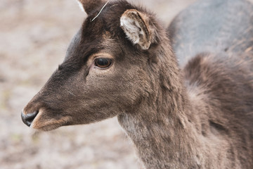  portrait of a deer, dama dama, in a zoo