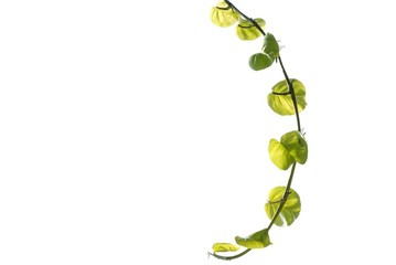 Spotted betel plant leaves on white isolated background for green foliage backdrop 