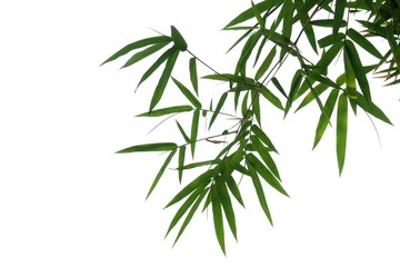 Obraz premium Bamboo leaves with branches on white isolated background for green foliage backdrop 