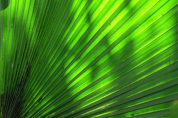 Close up green color skin of a tropical palm leave  with day light for background texture
