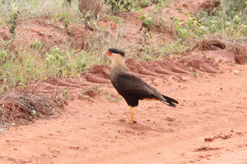 bird