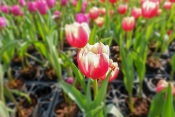 Tulips
