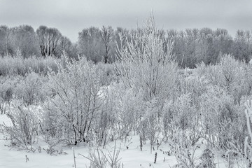 Beauty of nature in winter