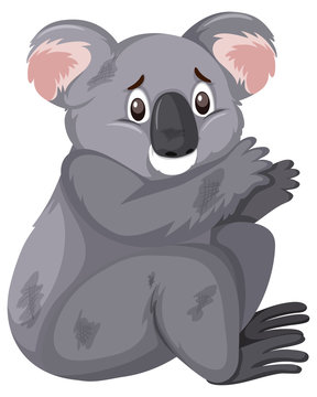 Injured koala on white background