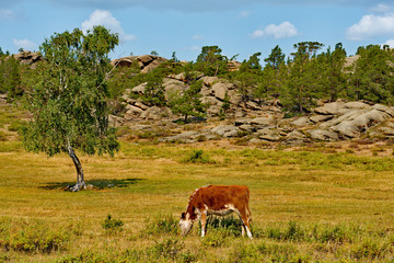 Eastern Kazakhstan. Peacefully grazing cows in Bayanaul national natural Park.