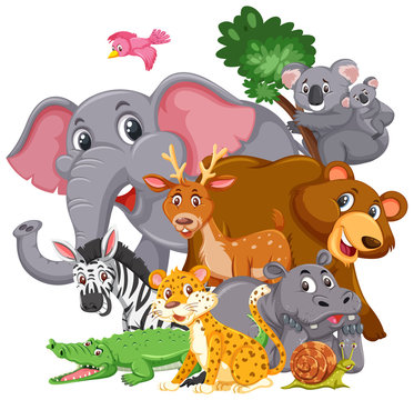 Different types of wild animals on white background