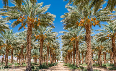Fototapeta na wymiar Plantation of ripening date palm, agriculture industry in the Middle East and Mediterranean regions