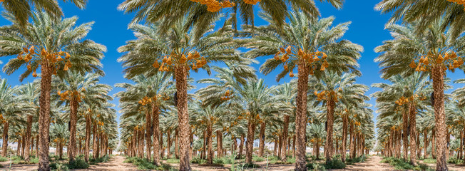 Plantation of ripening date palms, sustainable agriculture industry in arid and desert areas of the...