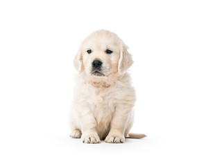 Golden retriever puppy standing isolated